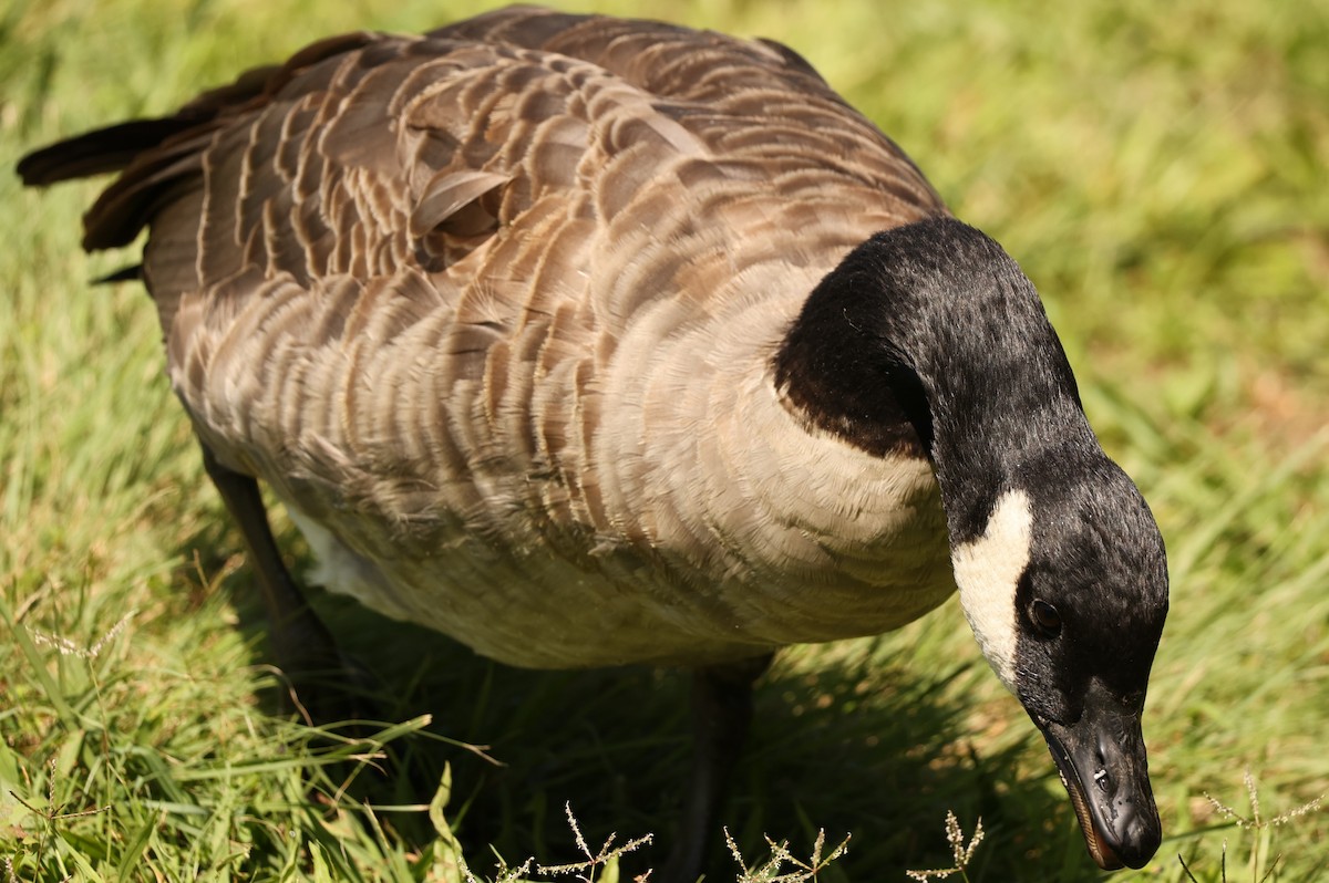 Cackling Goose - ML622779079