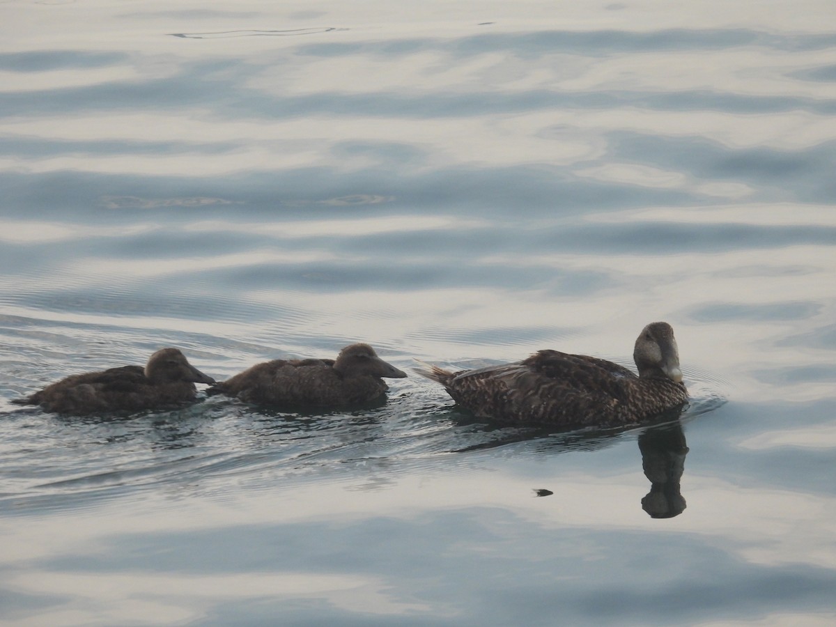 Common Eider - ML622779116