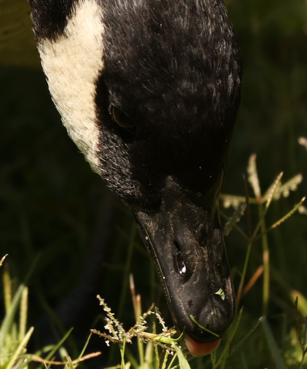 Cackling Goose - ML622779127