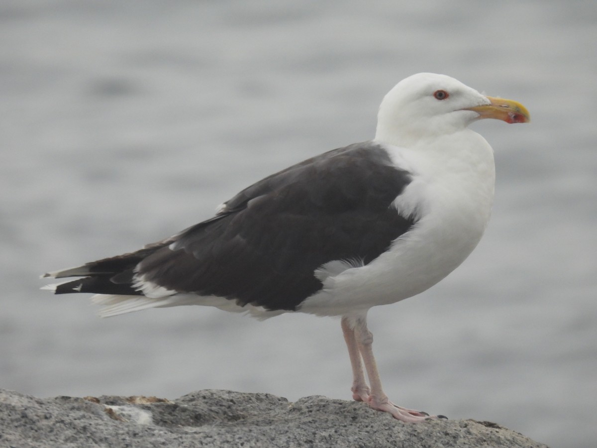 Great Black-backed Gull - ML622779178