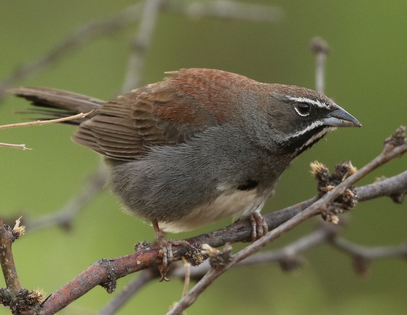 Five-striped Sparrow - ML62277921