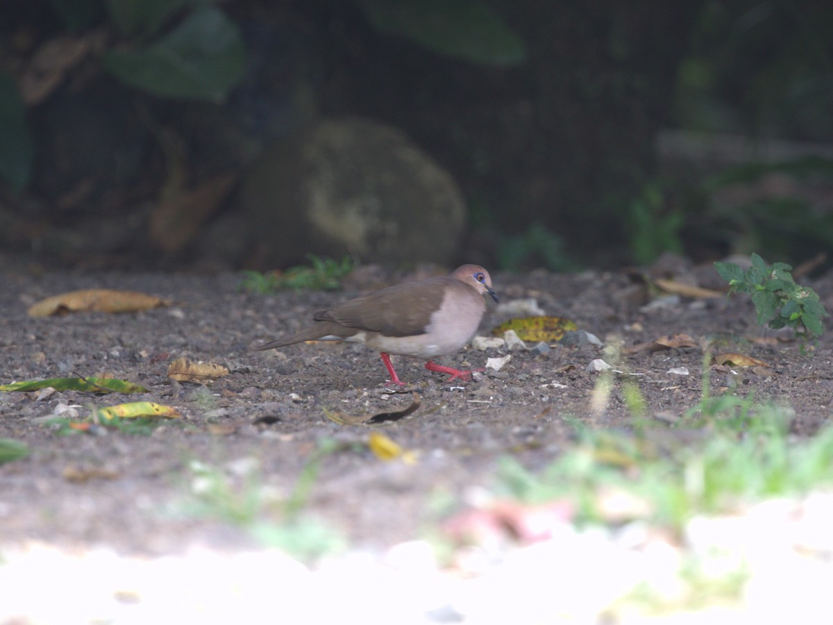 Gray-chested Dove - ML622779292