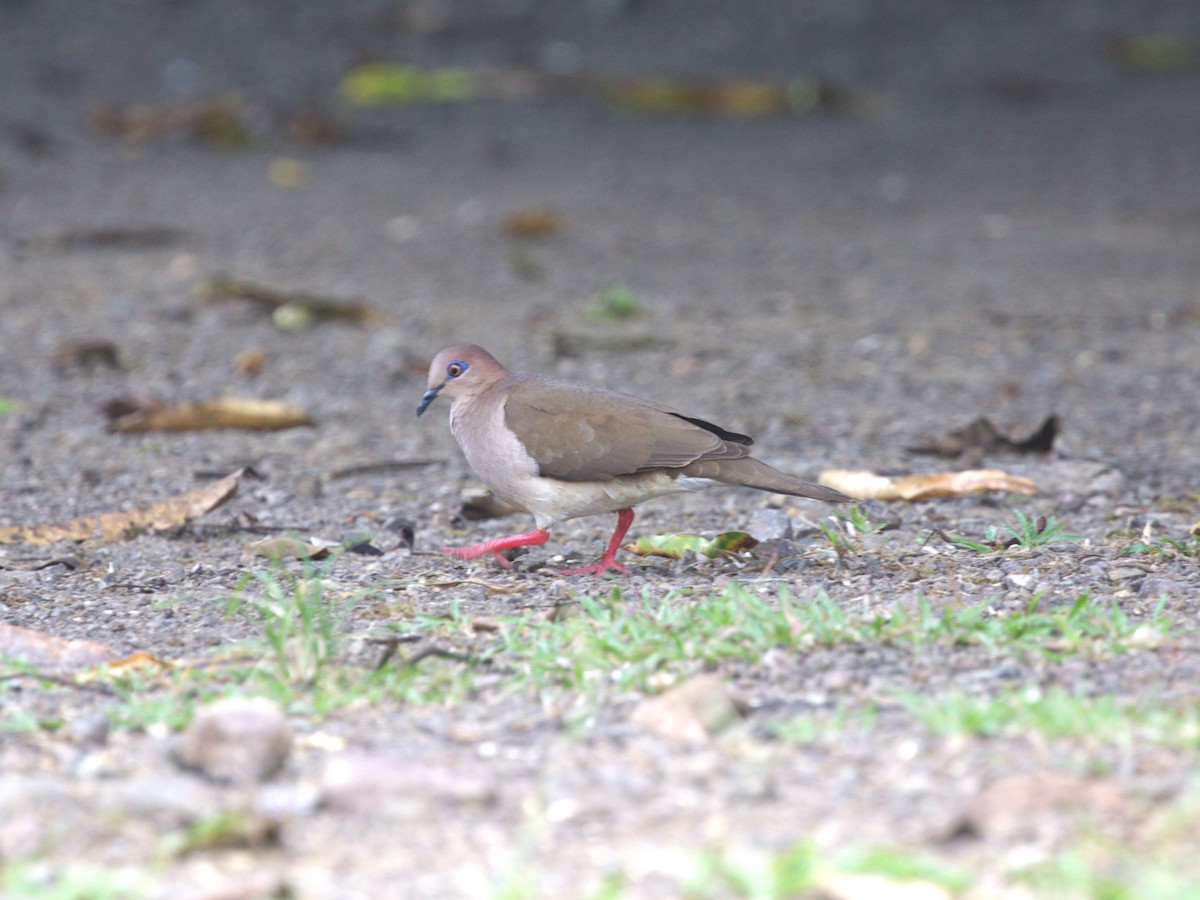 Gray-chested Dove - Menachem Goldstein