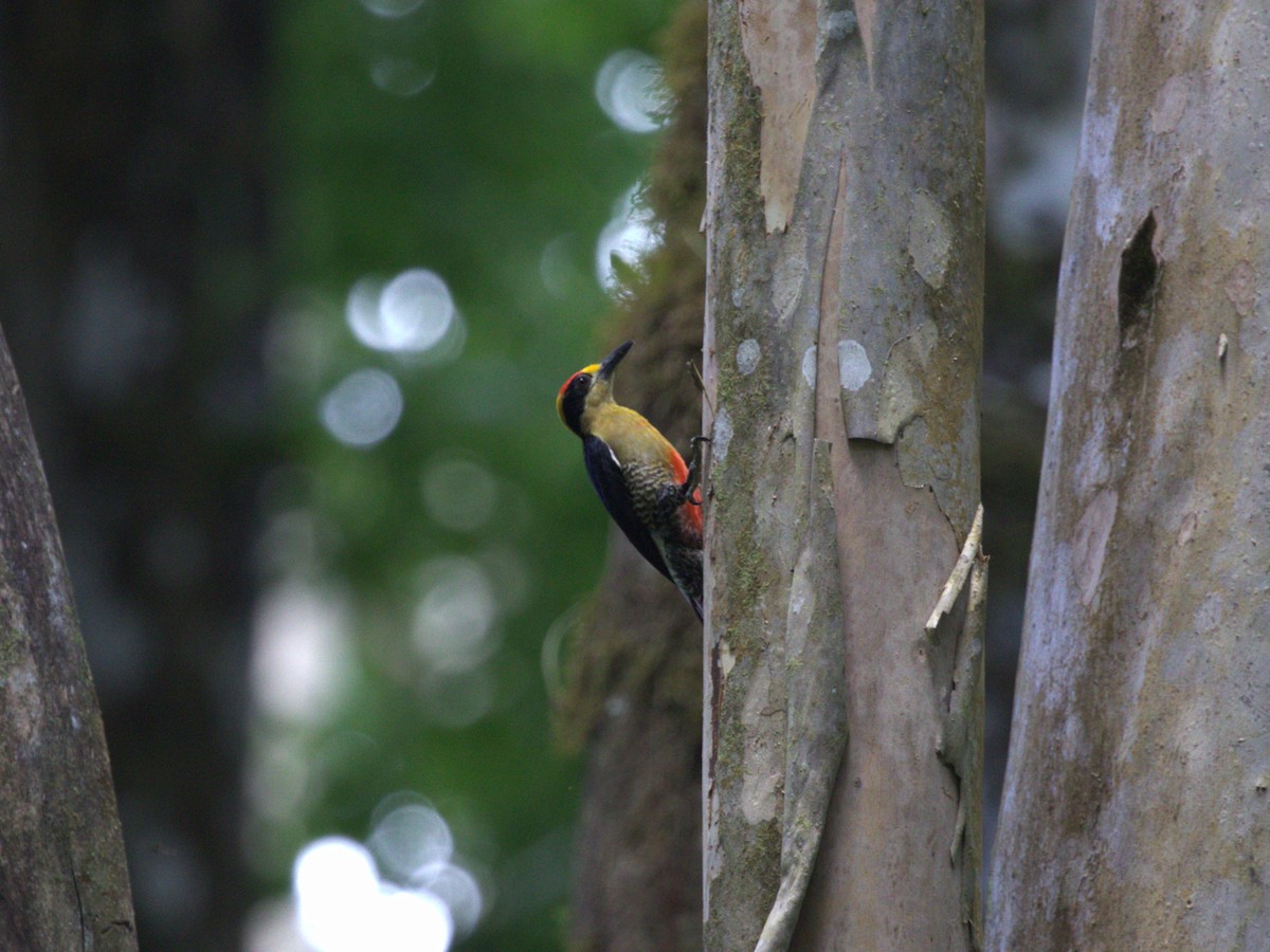 Golden-naped Woodpecker - Menachem Goldstein