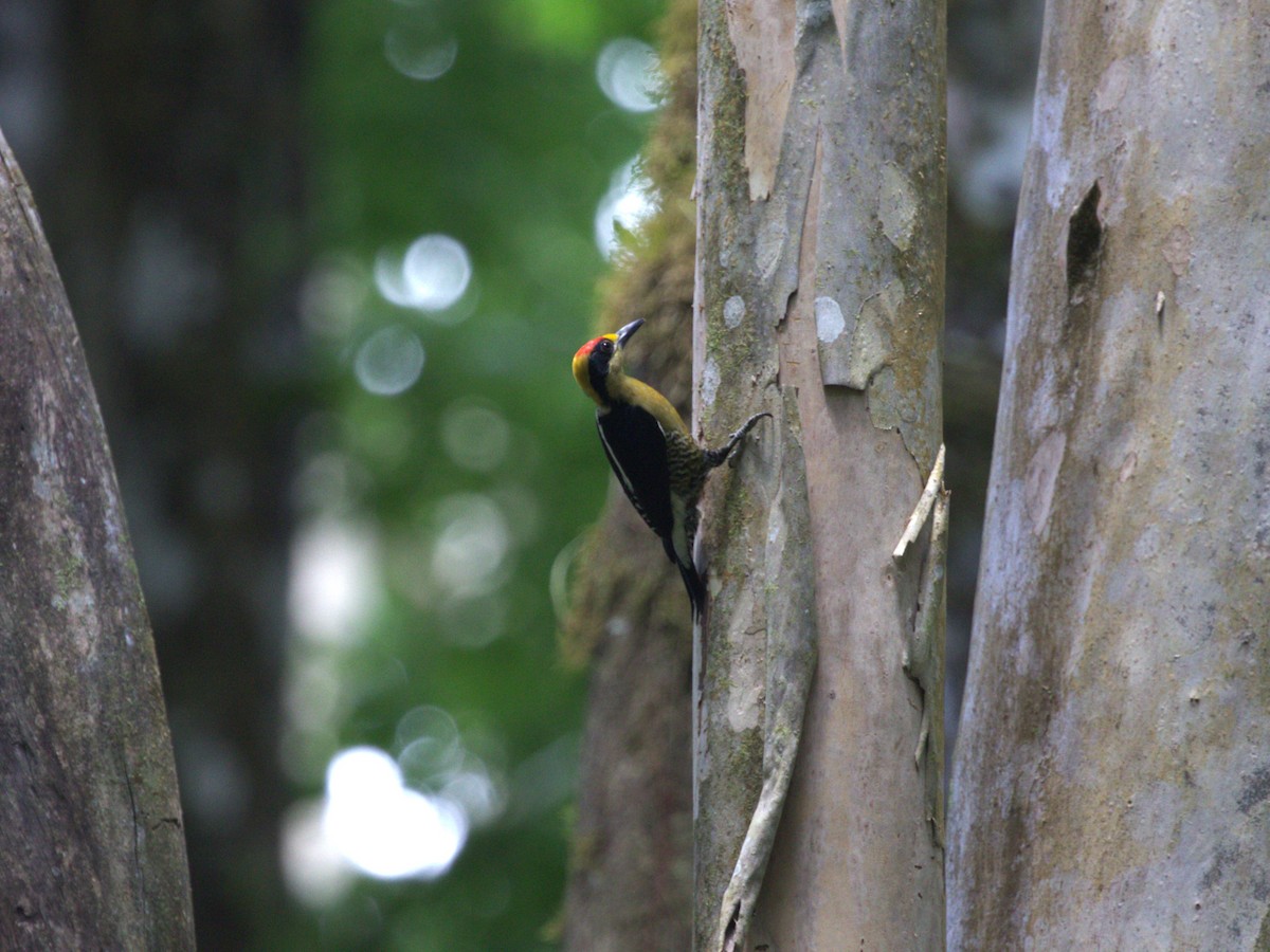 Golden-naped Woodpecker - ML622779303