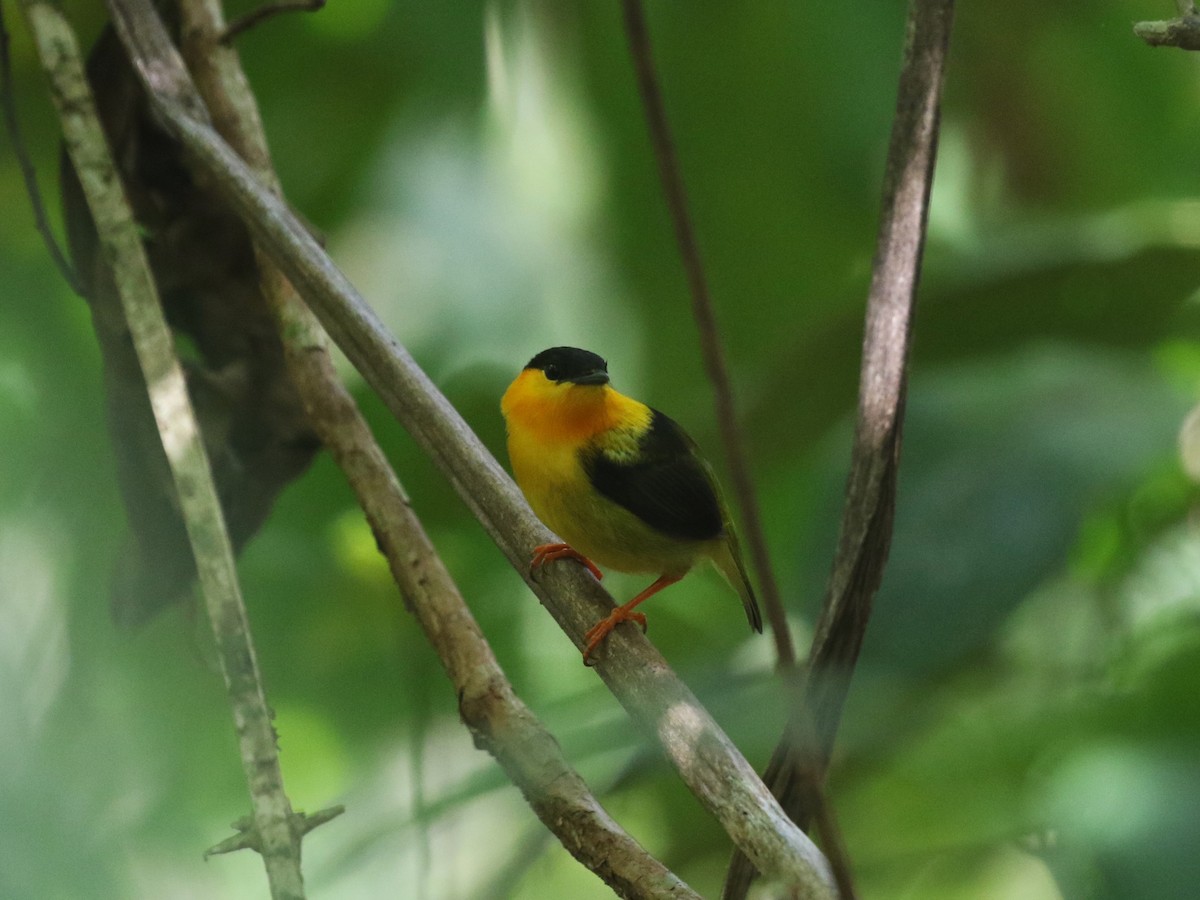 Orange-collared Manakin - ML622779375