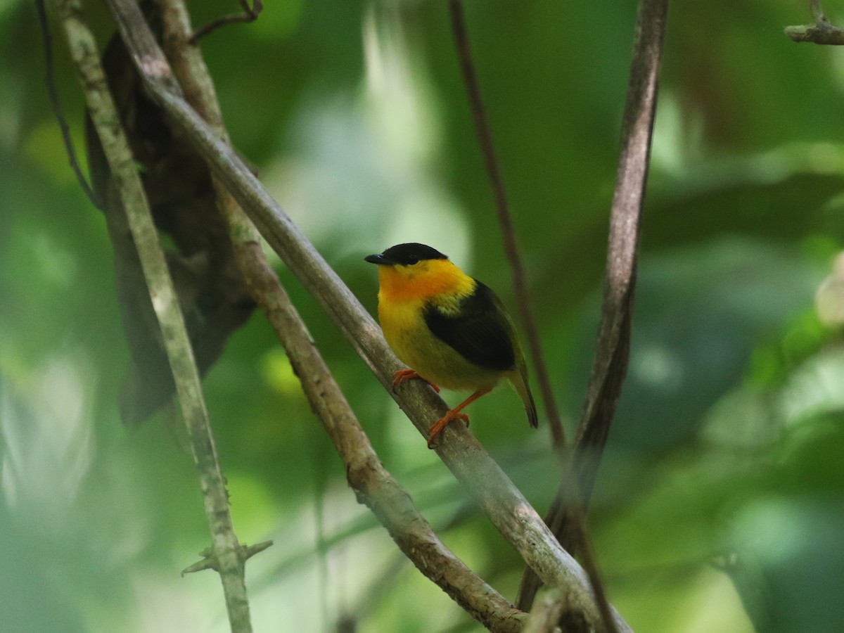 Orange-collared Manakin - ML622779376