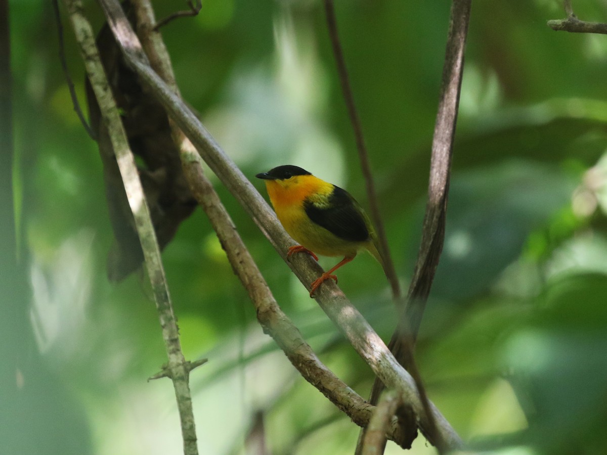 Orange-collared Manakin - ML622779378