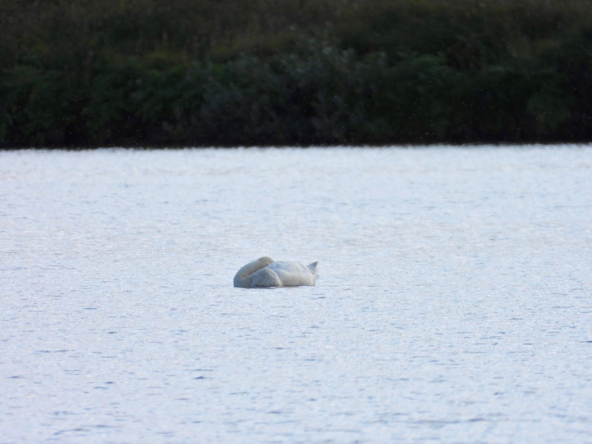 Whooper Swan - ML622779404