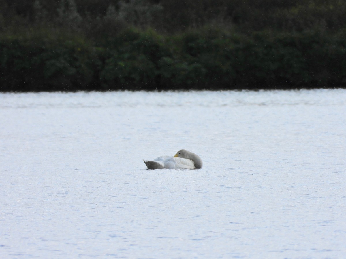 Whooper Swan - Jeanette Frazier