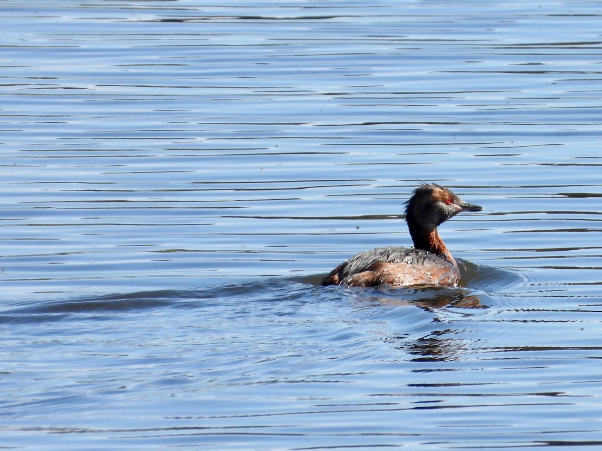 Horned Grebe - ML622779415