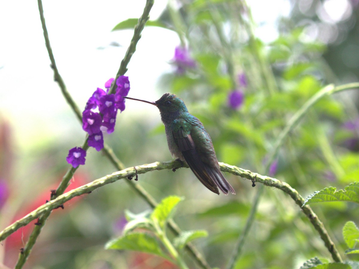 Charming Hummingbird - ML622779422