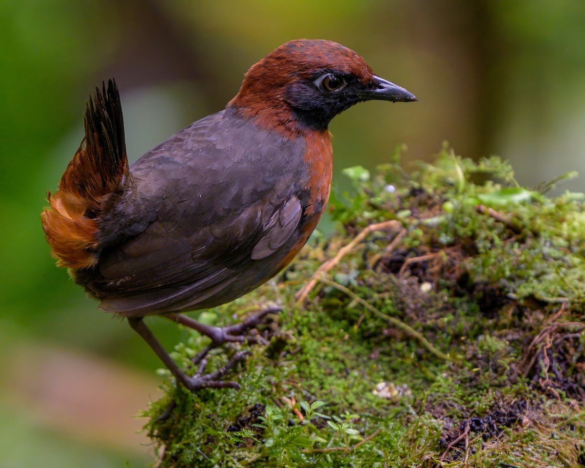 Rufous-breasted Antthrush - Sean Crockett