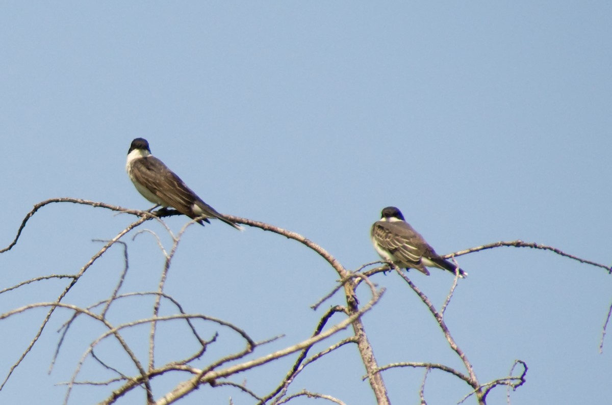 טירן מזרחי - ML622779444