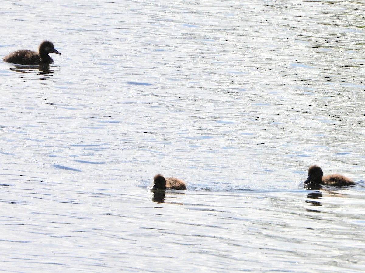 Tufted Duck - ML622779462