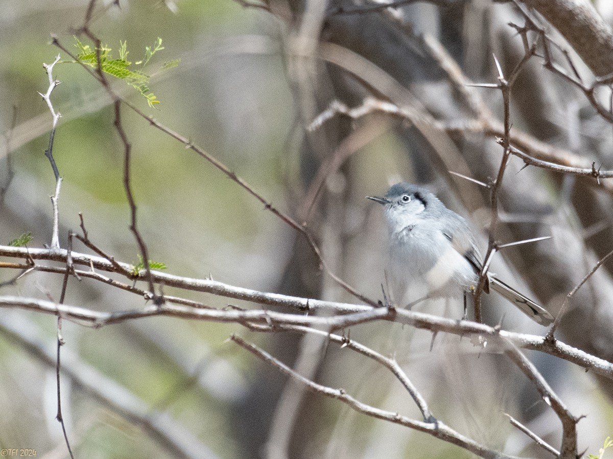 Cuban Gnatcatcher - ML622779465