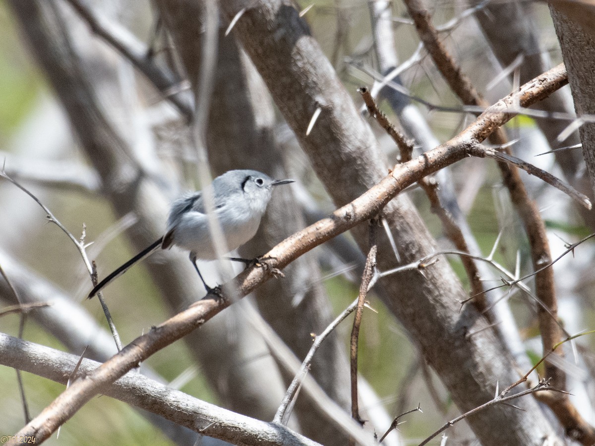 Cuban Gnatcatcher - ML622779467