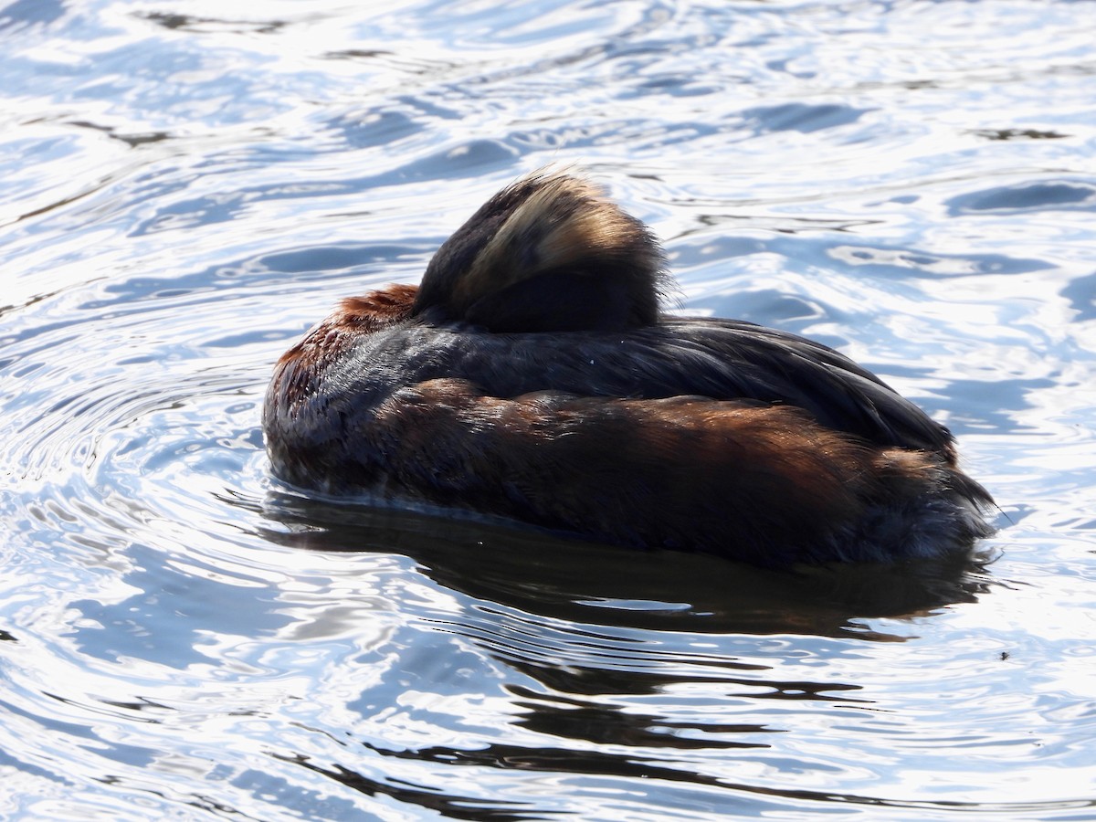 Horned Grebe - ML622779476