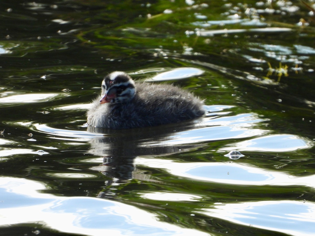 Horned Grebe - ML622779490