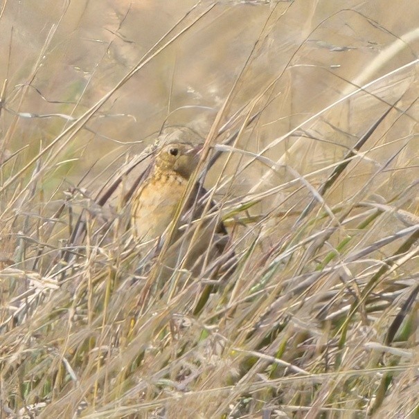 Paramo Pipit - ML622779492