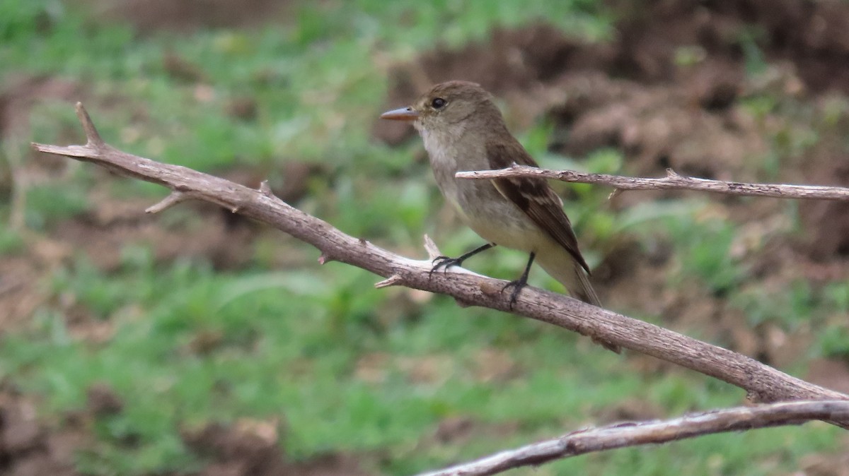 Willow Flycatcher - Anne (Webster) Leight