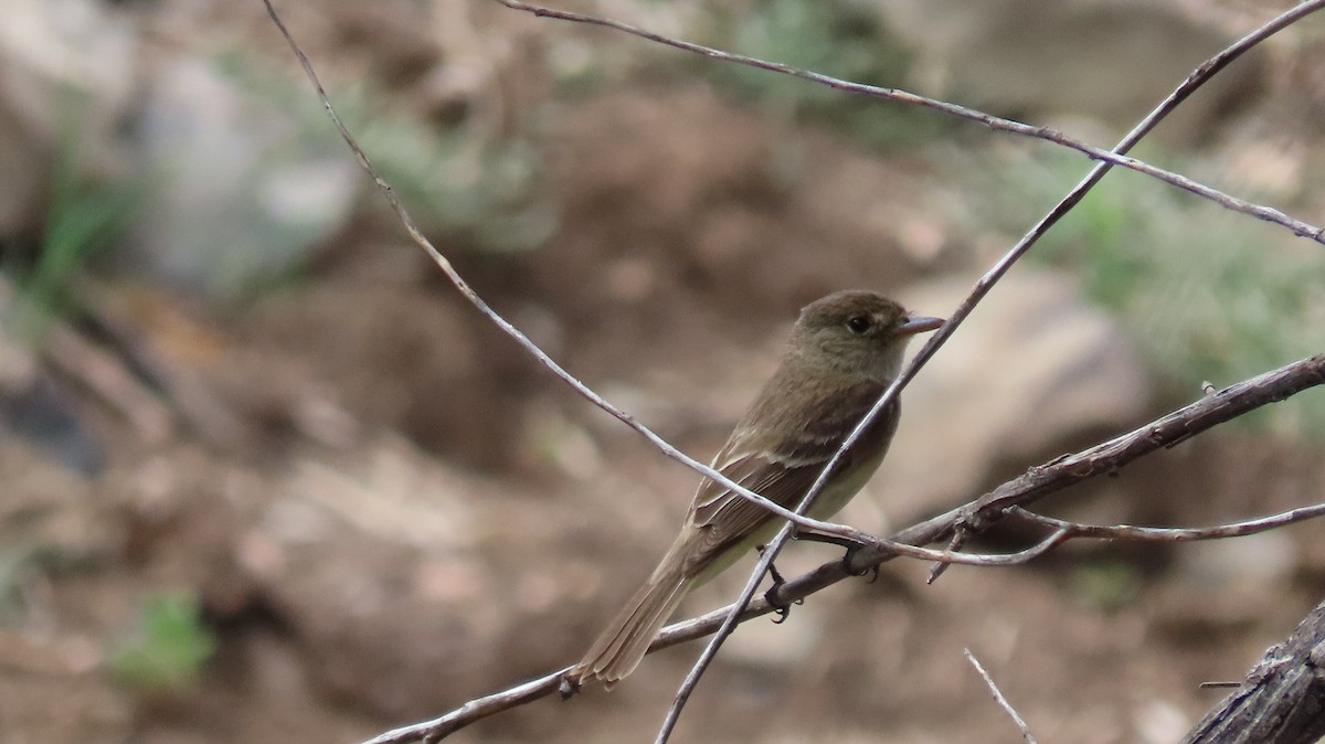 Willow Flycatcher - Anne (Webster) Leight