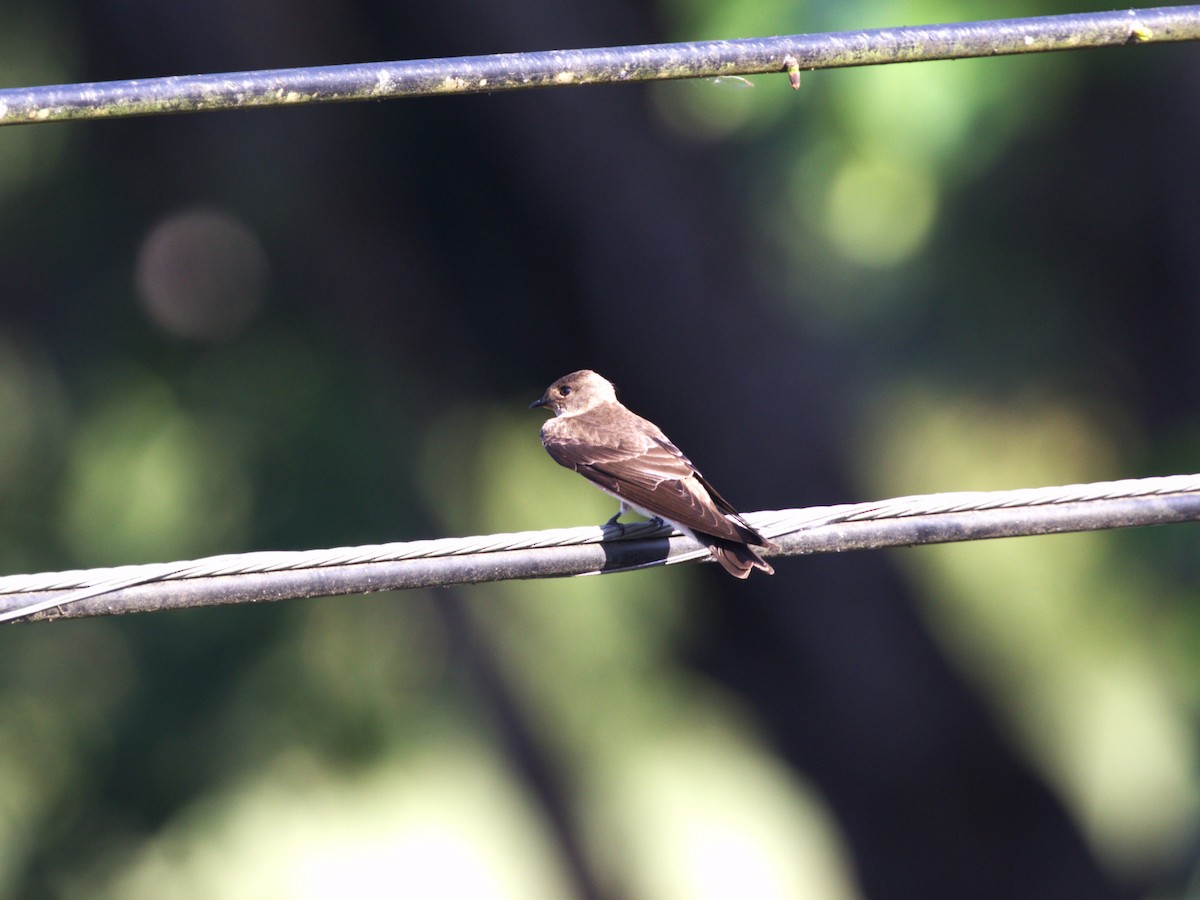 Southern Rough-winged Swallow - ML622779508