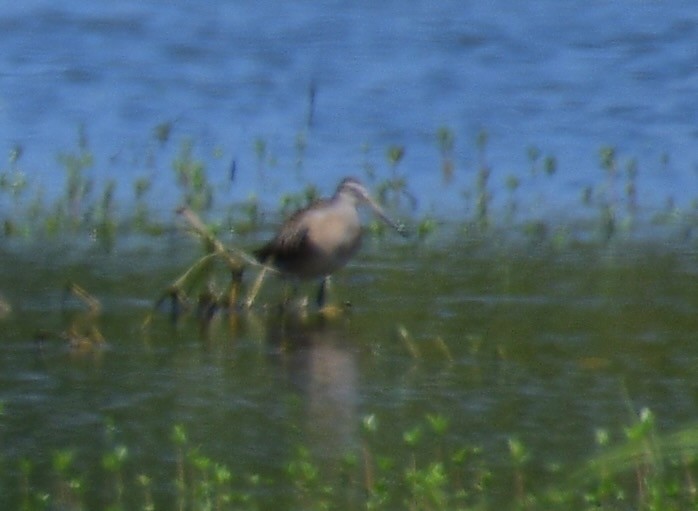 Long-billed Dowitcher - John Becker