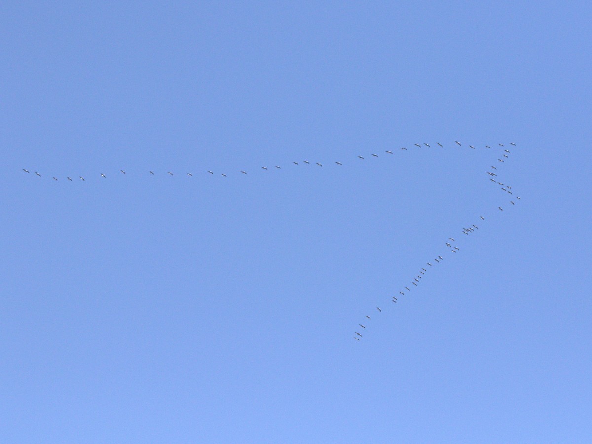 Brown Pelican - ML622779521