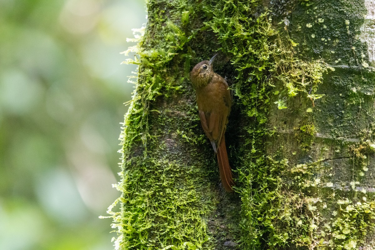 Wedge-billed Woodcreeper - Ralph Blokker