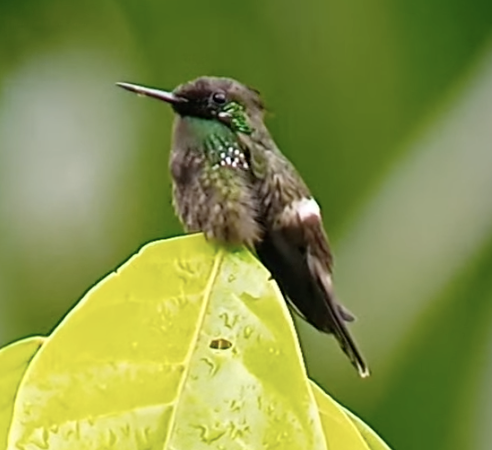 Butterfly Coquette - ML622779536