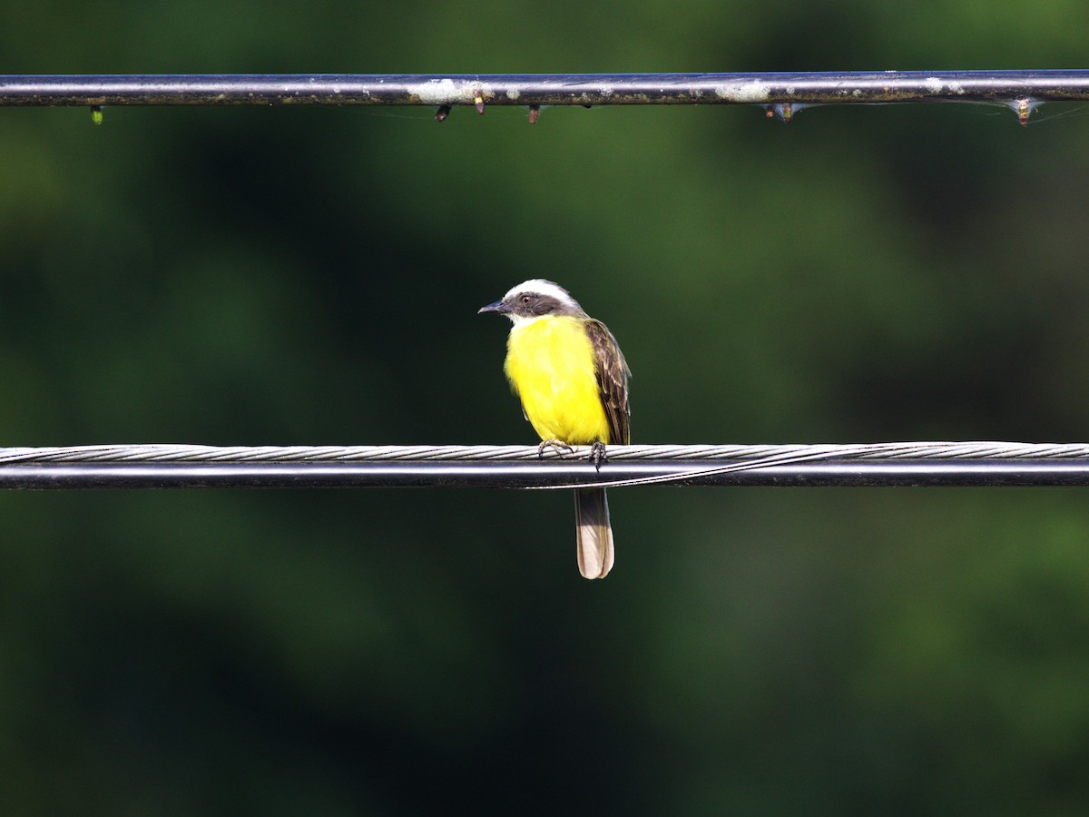 Social Flycatcher - ML622779537