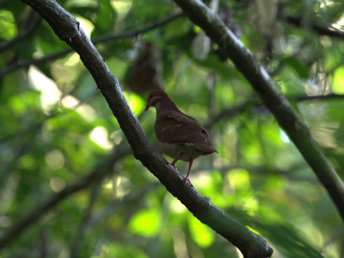 Ruddy Quail-Dove - ML622779560