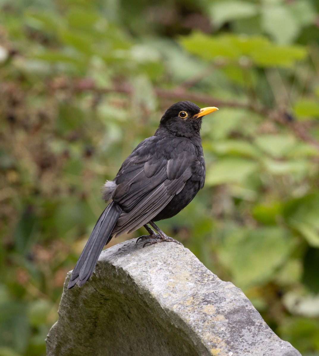 Eurasian Blackbird - ML622779564