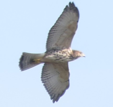 Broad-winged Hawk - ML622779585