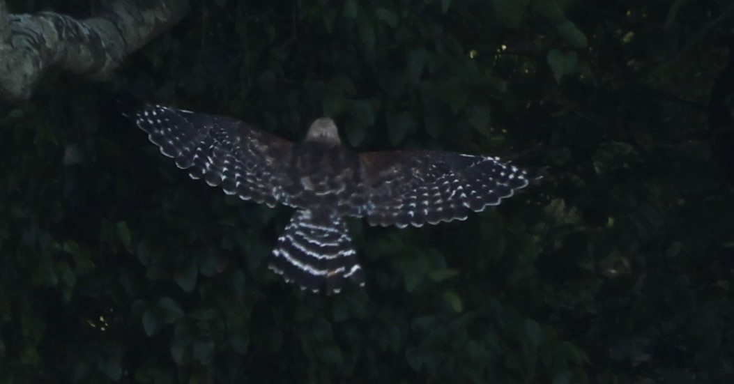 Broad-winged Hawk - ML622779586