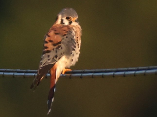 American Kestrel - ML622779589