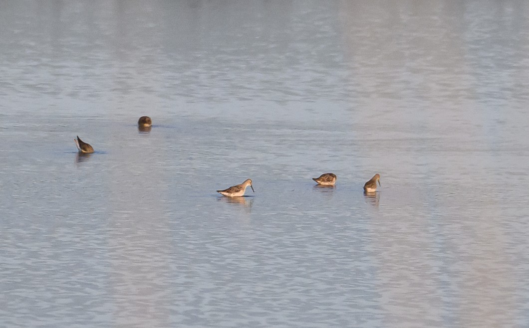 Stilt Sandpiper - ML622779633