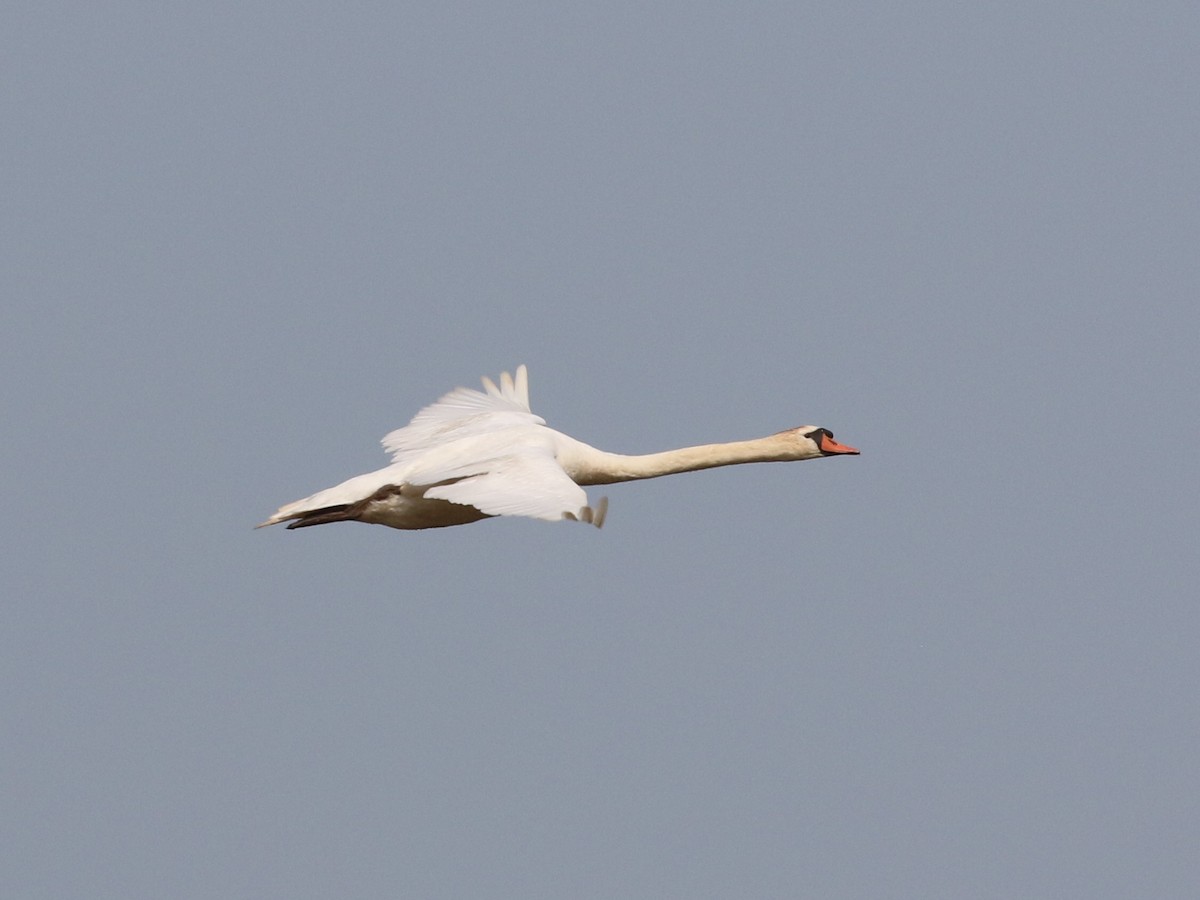 Mute Swan - ML622779635