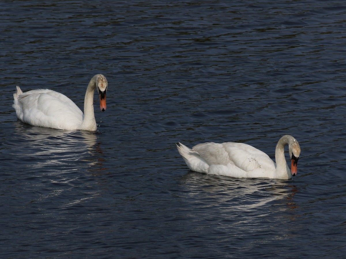 Mute Swan - ML622779636