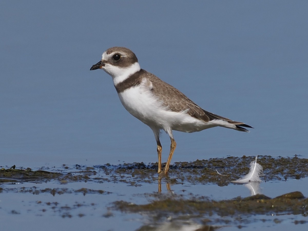 Semipalmated Plover - Robert McNab