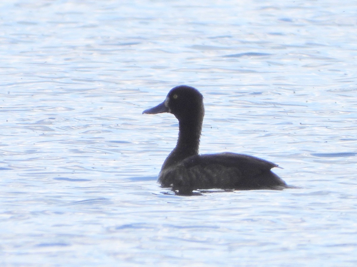 Tufted Duck - ML622779868