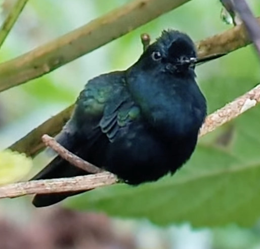Blue-fronted Lancebill - ML622779869