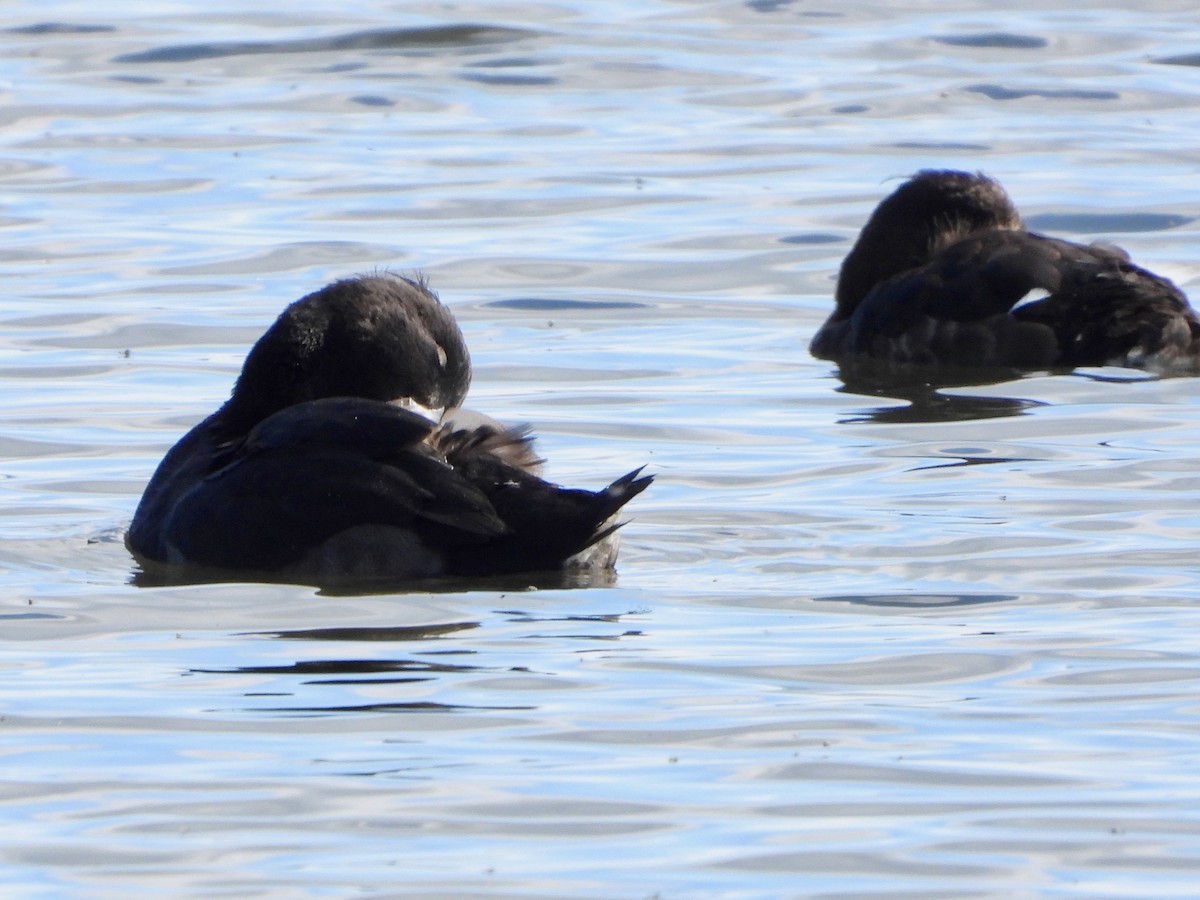 Tufted Duck - ML622779882