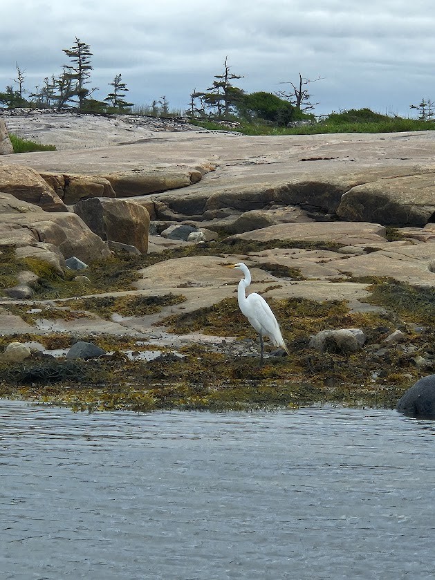 Great Egret - ML622779923
