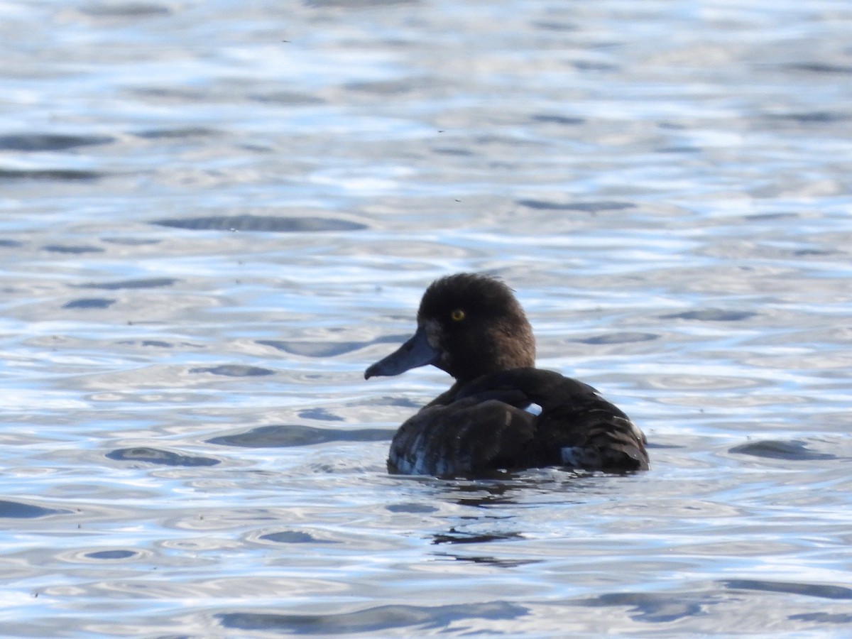 Tufted Duck - ML622779930