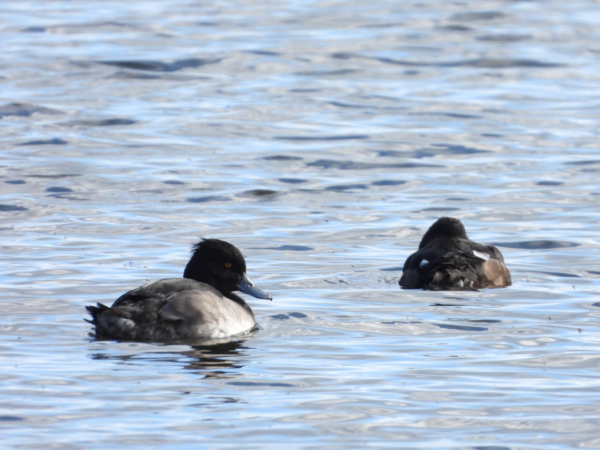 Tufted Duck - Jeanette Frazier