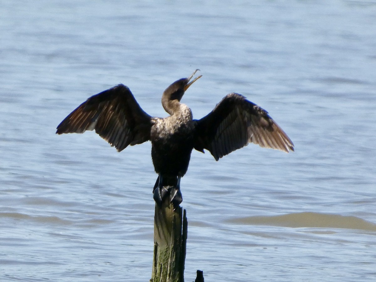 Cormoran à aigrettes - ML622779937