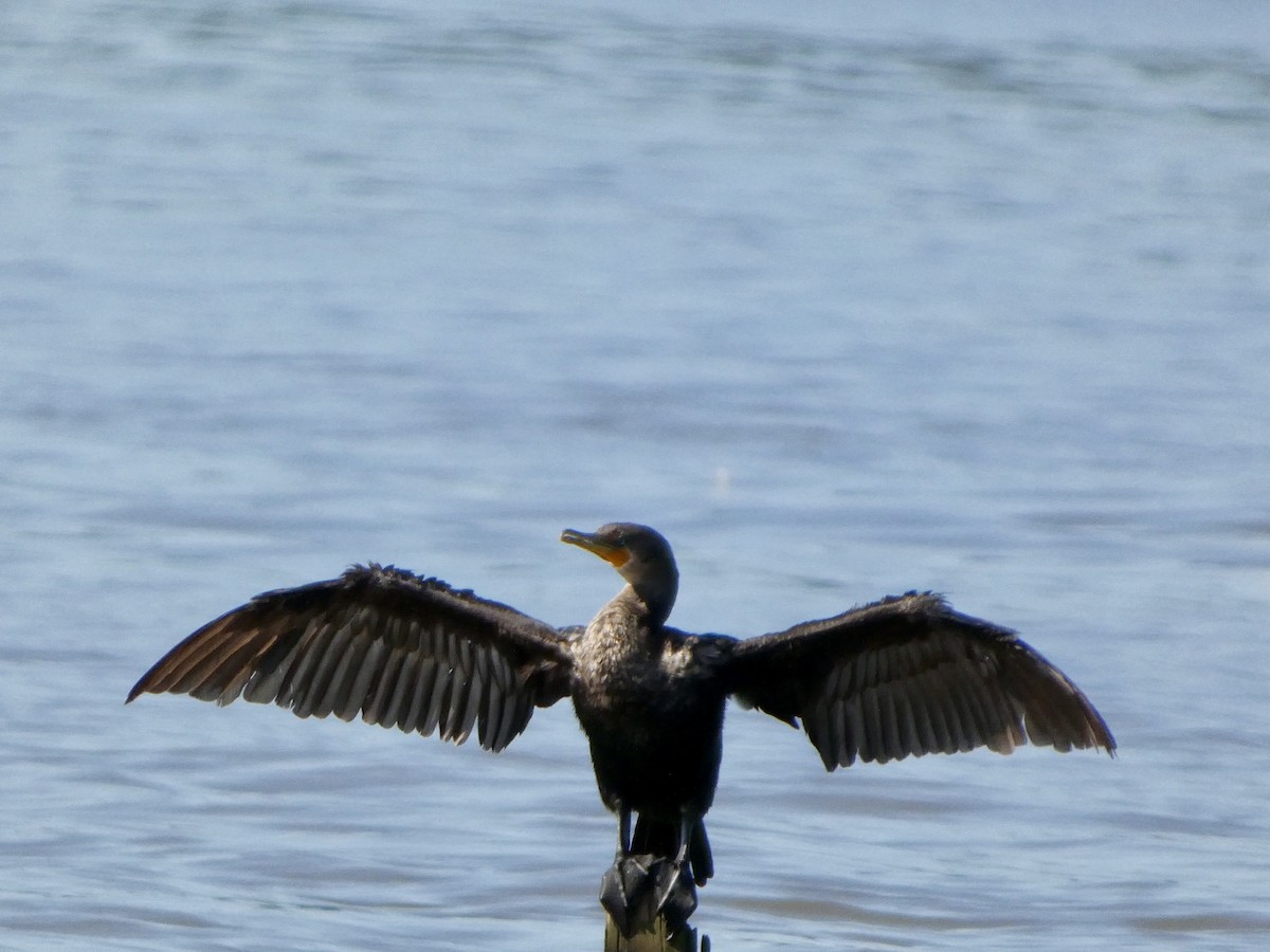 Cormoran à aigrettes - ML622779938