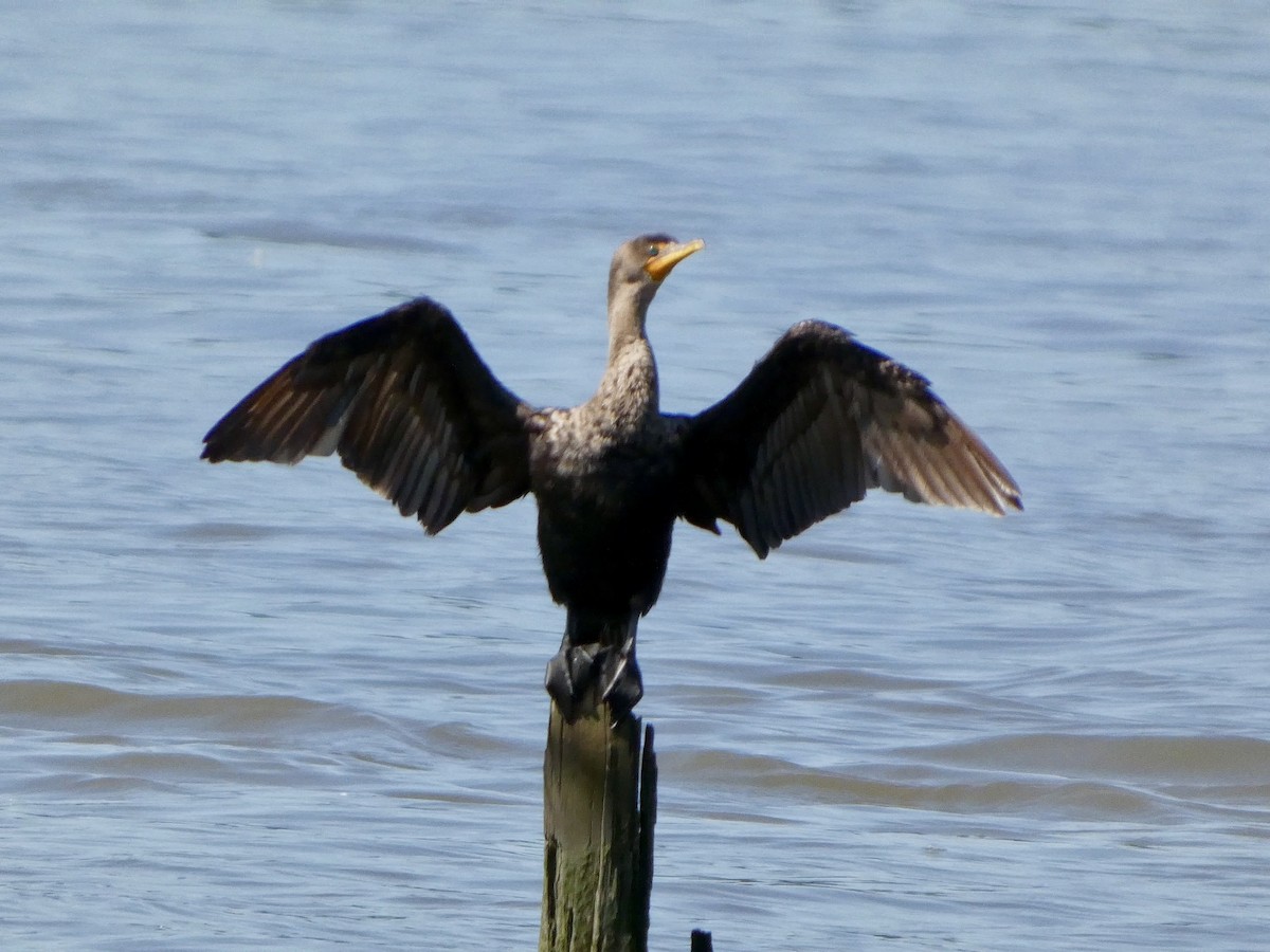 Double-crested Cormorant - ML622779939